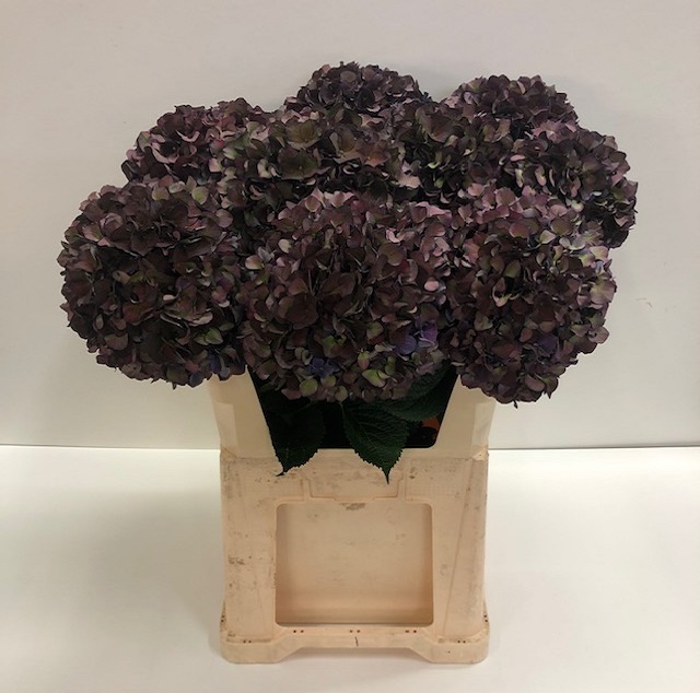 Hydrangea mag ruby red classi.jpg